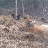 Free Range and Happy